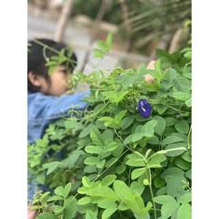 Hoa đậu biếc khô