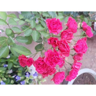 Cây giống hoa hồng chùm