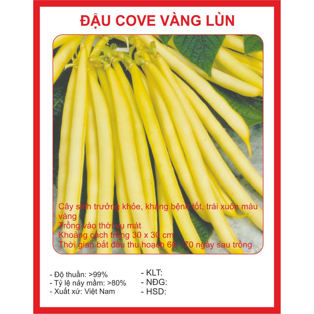 Hạt giống cove lùn vàng - 50gram