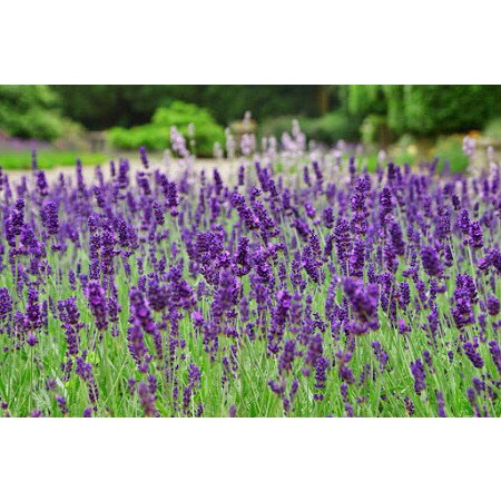 HẠT GIỐNG HOA OẢI HƯƠNG HOA LAVENDER