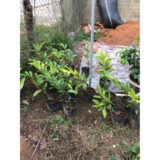 combo 2 mai cúc thọ hương