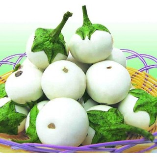 Hạt giống cà pháo trắng