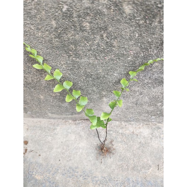 10 cây dương xỉ lùn