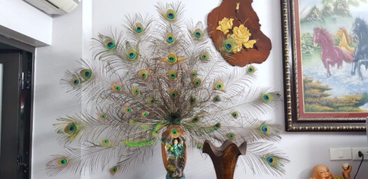 Lông công phong thuỷ-lông rìa- 70-80cm loại 1 | BigBuy360 - bigbuy360.vn