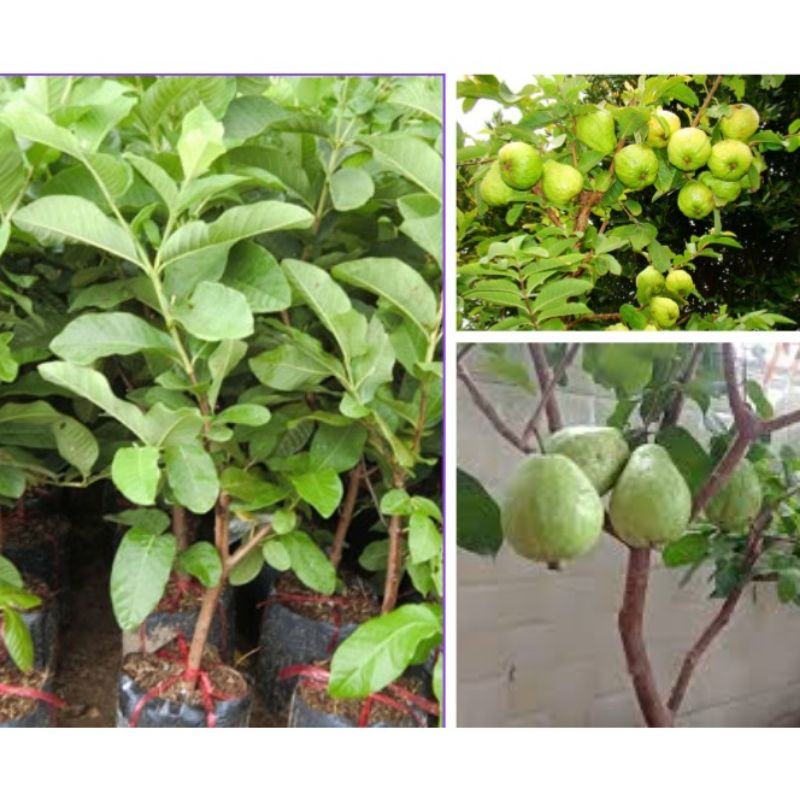 CÂY GIỐNG ỔI LÊ CHIẾT CÀNH HÀNG MIỀN NAM CÂY ĐANG QUẢ