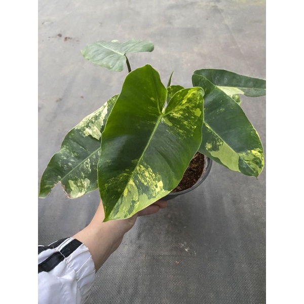 Chậu cứngBuble marx variegated