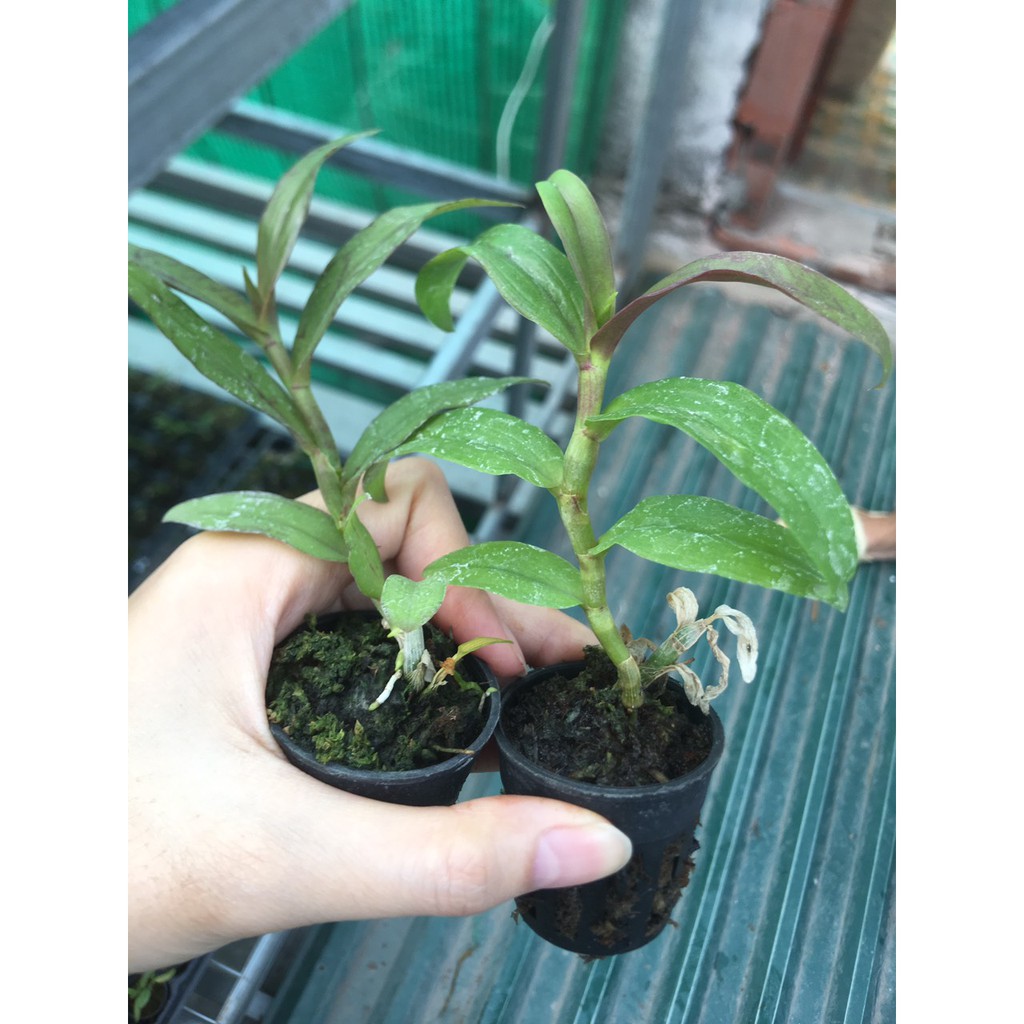 [FREESHIP TỪ 50K] Hoa lan Phi điệp DI LINH NÙ TALI cốc giống