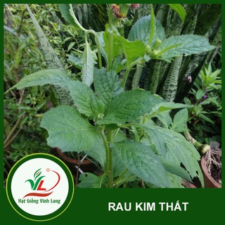 Hạt giống rau Kim Thất (rau Tàu bay) TN 2 - 1g