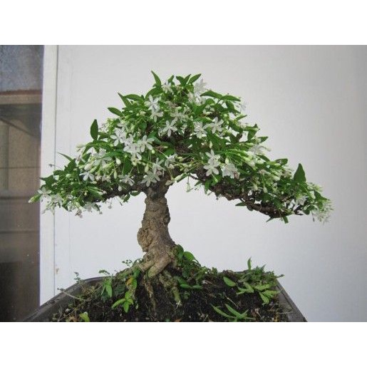 cây giống mai chiếu thủy bonsai ♥️🌳Freeship♥️🌳cao 40cm cây gửi đi hình 456 🌴Mua 4 tặng 1 cây bất kỳ🌴