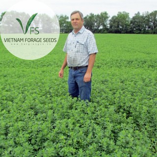 Hạt giống cỏ Alfalfa