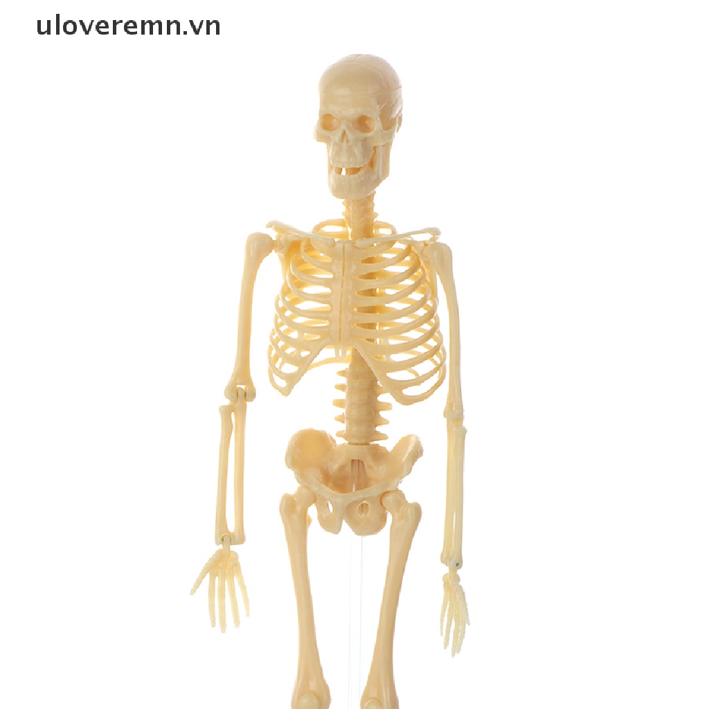 Mô Hình Cơ Thể Người Torso Có Thể Tháo Rời Cho Bé
