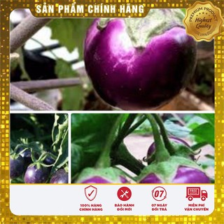 Hạt Giống Cà pháo (cà bát) (cà trứng) Tím