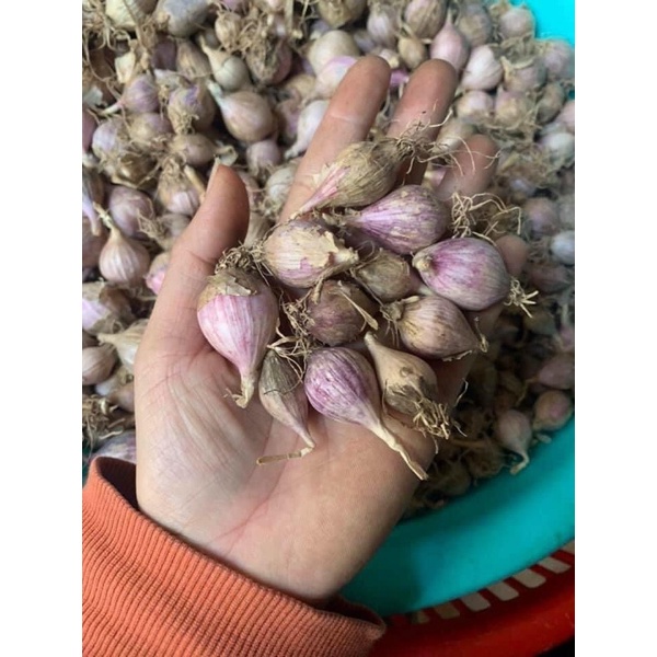 Tỏi cô đơn phù Yên Sơn La