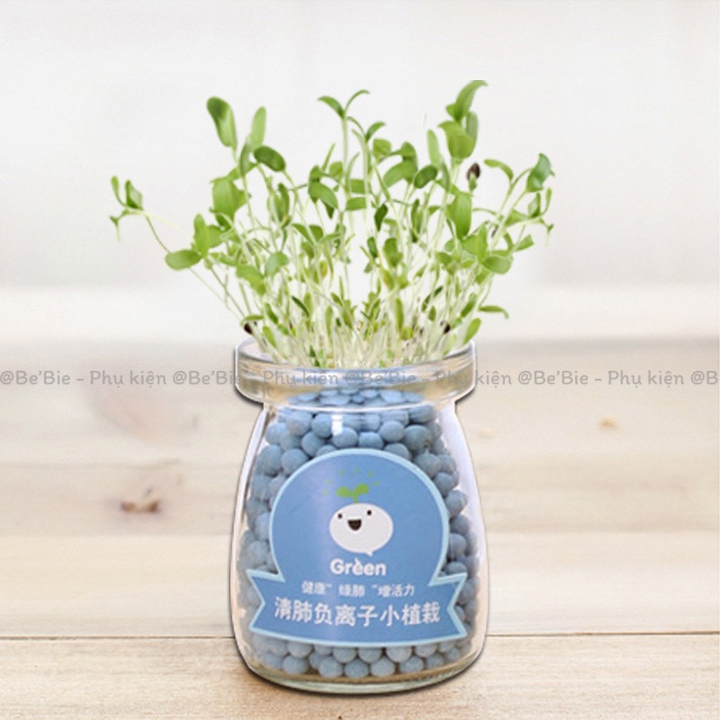Chậu cây thủy tinh mini kèm hạt giống BeBie - BP395