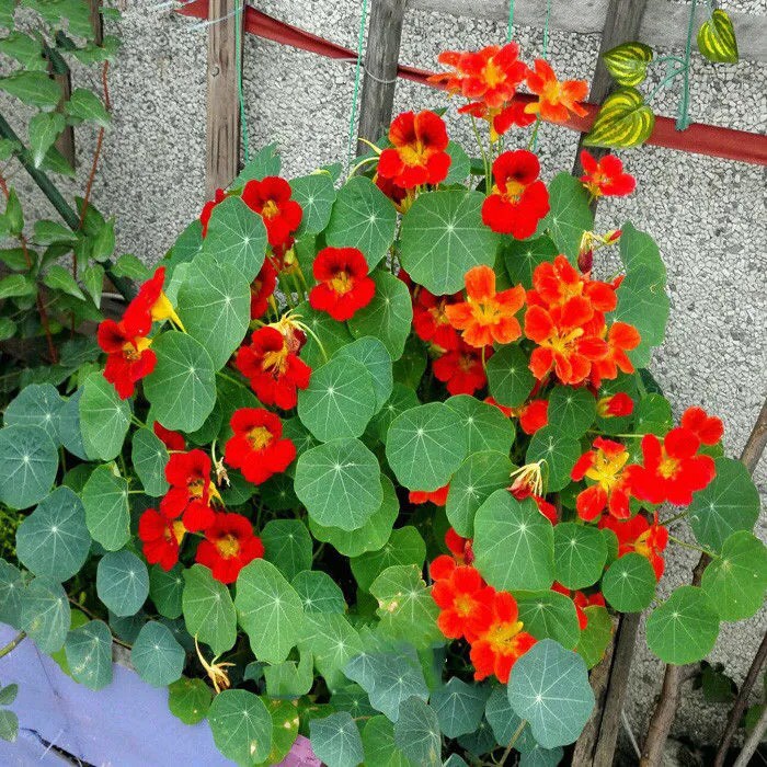 Hạt giống hoa sen đất  - 20 hạt Seed Land nhập khẩu
