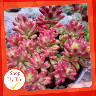 sen đá Thạch ngọc đỏ bụi🍏 |FREESHIP| 🔥 XỨ NÓNG, ĐÃ THUẦN KHÍ HẬU, KHOẺ ĐẸP 🍏 LỖI 1 ĐỔI 1