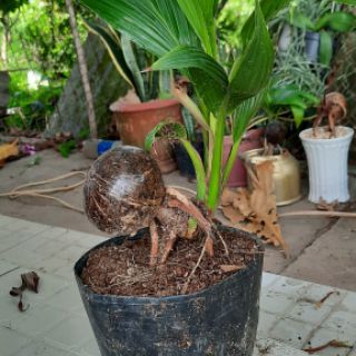 Cây Dừa kiểng bonsai