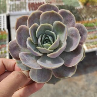 Sen đá lola tím sz trung