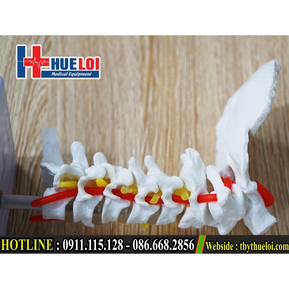 Mô hình xương cổ - Mô hình giải phẫu xương cổ - Xương cột sống cổ