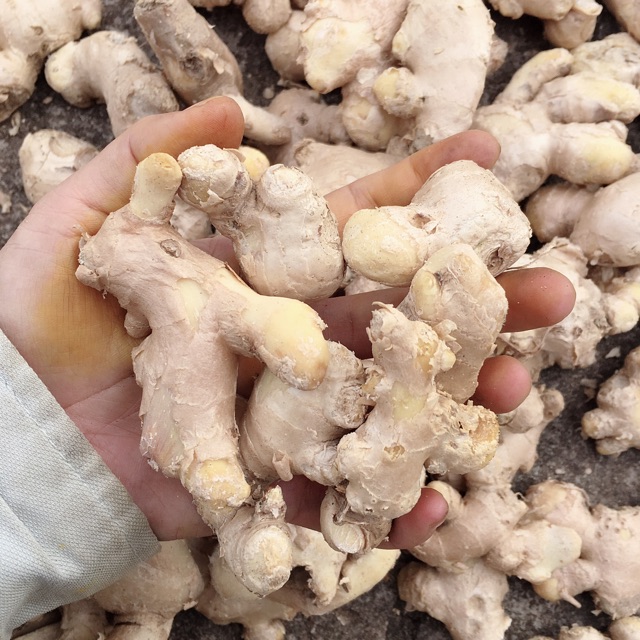 Cốt gừng hạ thổ 1 lít | BigBuy360 - bigbuy360.vn