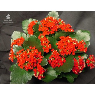 CÂY SỐNG ĐỜI HOA ĐỎ