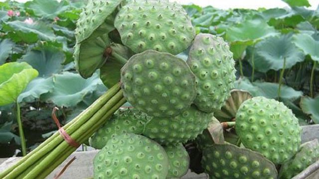 Sen trắng khô loại ngon