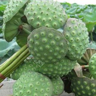 Sen trắng khô loại ngon (1kg)