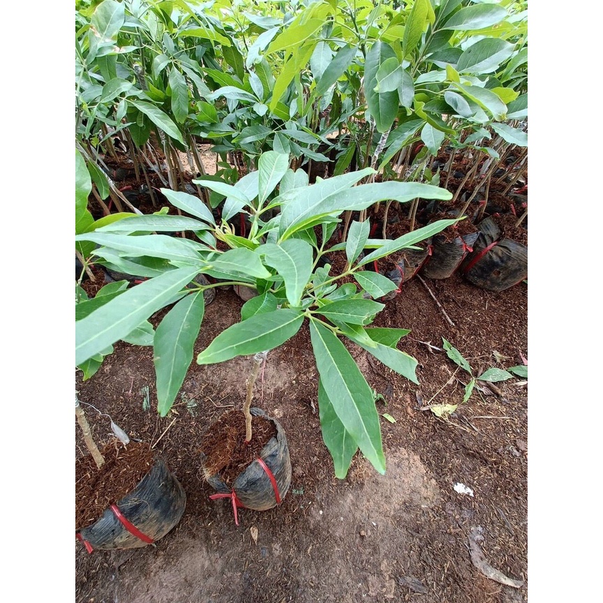 Cây giống bánh kem - White Spote Mexico cao 50-70cm