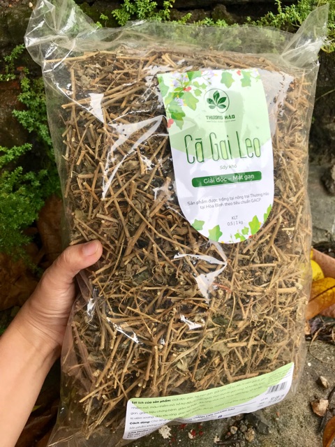 Cà gai leo Hoà Bình hỗ trợ điều trị về gan (có chứng nhận ATTP) | BigBuy360 - bigbuy360.vn