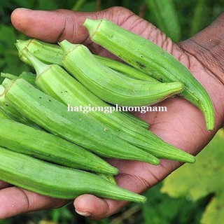 HẠT GIỐNG ĐẬU BẮP