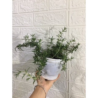 Cây Hương Thảo rủ - Rosemary