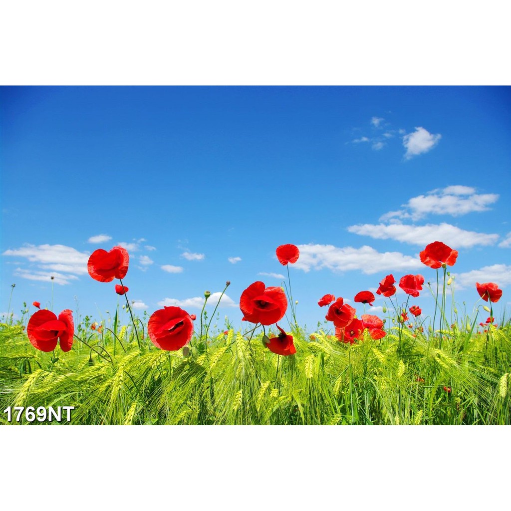 TRANH DÁN TƯỜNG 3D PHONG CẢNH,CẢNH VẬT, CẢNH TRANG TRÍ,THIÊN NHIÊN.