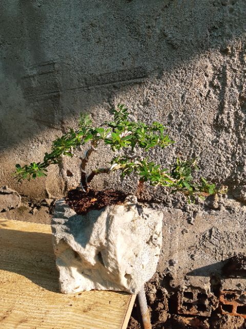 Linh sam bonsai HÒN NON BỘ