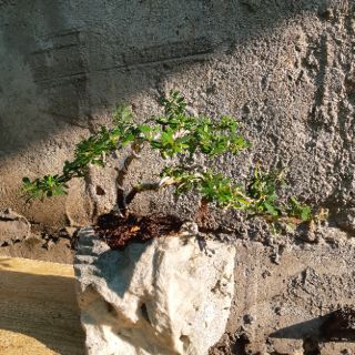 Linh sam bonsai HÒN NON BỘ
