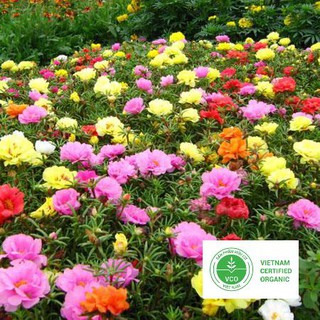 100 hạt giống mười giờ thuthuy