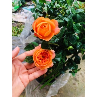 (1 chậu) Cây hoa hồng Tezza Cam cá hồi