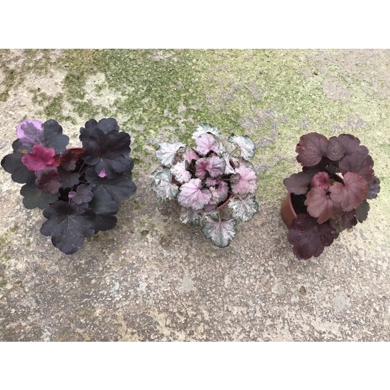 Cây heuchera màu cực hiếm