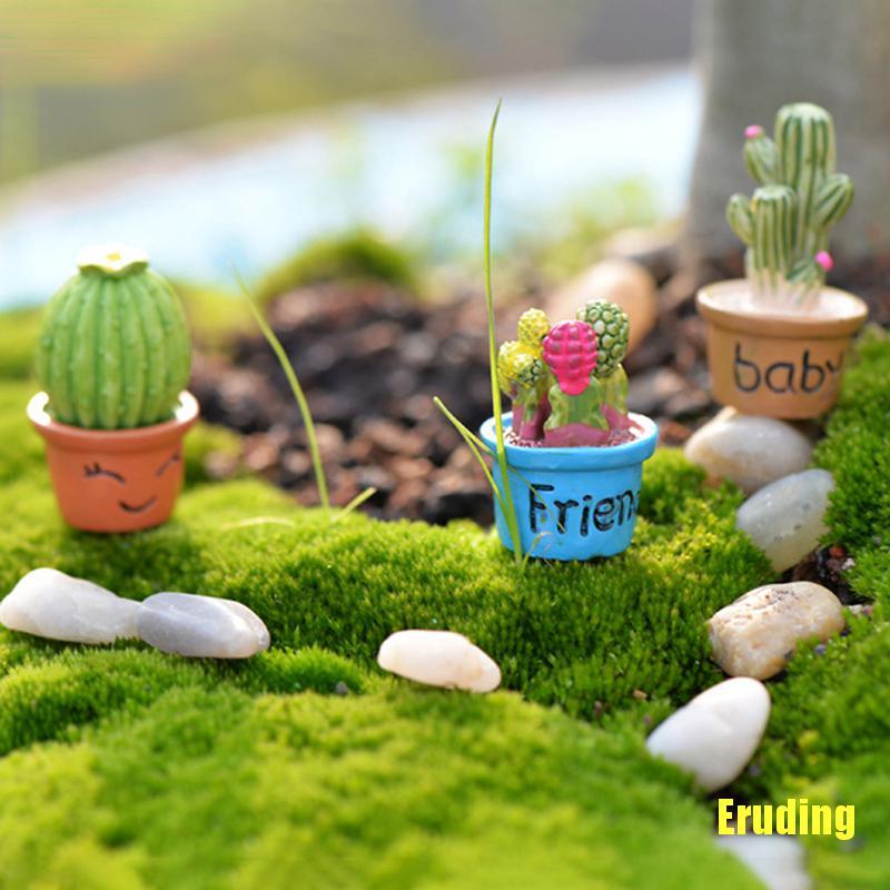 Cây Xương Rồng Mini Trang Trí Sân Vườn