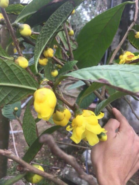 Cây giống Trà Hoa Vàng Ba Chẽ