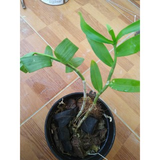 Phi điệp tím rừng Hòa bình