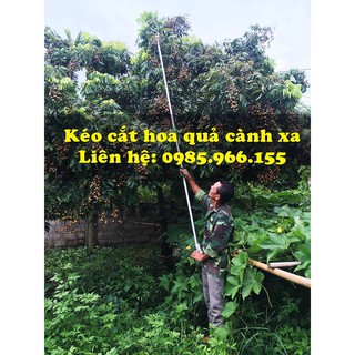 KÉO CẮT CÀNH TRÊN CAO 3M
