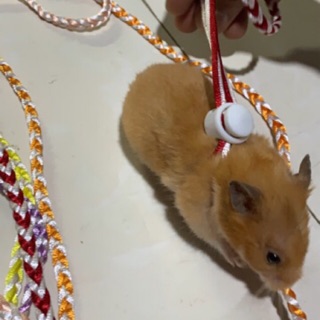 Dây dắt hamster có chuông