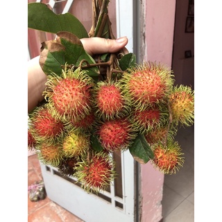 Chôm Thái 40k/kg