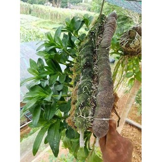 Combo 10 túi lưới phân dê bón cho lan cỡ 22-25 cm