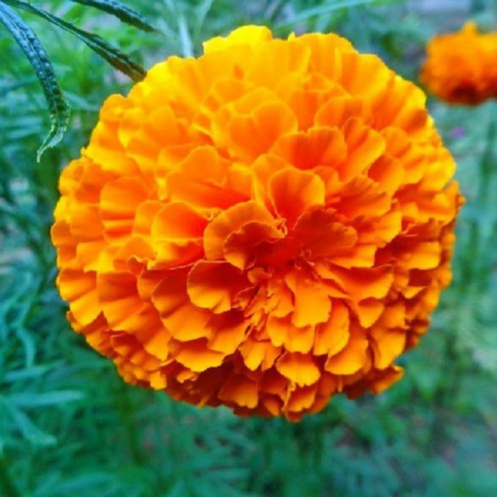 HẠT GIỐNG HOA VẠN THỌ LÙN F1 MÀU CAM ĐỎ HN 48 - GÓI 20 HẠT