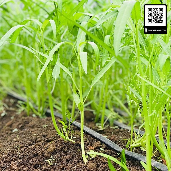 [Bán sỉ] - Hạt giống rau muống Thái Lan