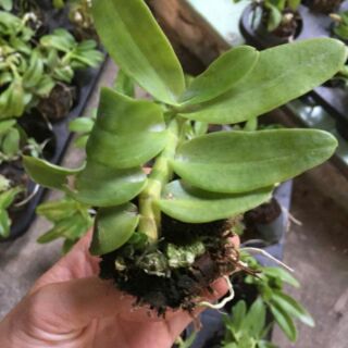 Hoa phong lan trầm tím - cây giống