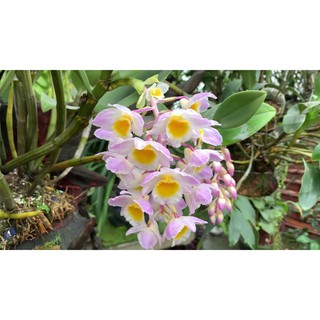 Sản phẩm LAN KIỀU TRÒN hàng rừng hoa siêu đẹp, gửi đi nguyên GIÒ + Tặng (0,3kg) phân hữu cơ cao cấp