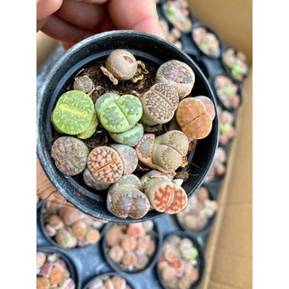 SEN MÔNG-THẠCH LAN-LITHOP