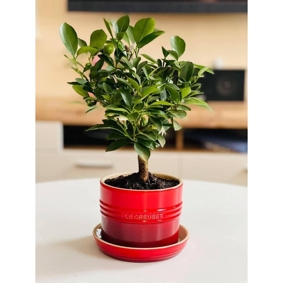 CHẬU TRÔNG CÂY MINI LE CREUSET, MÀU ĐỎ
